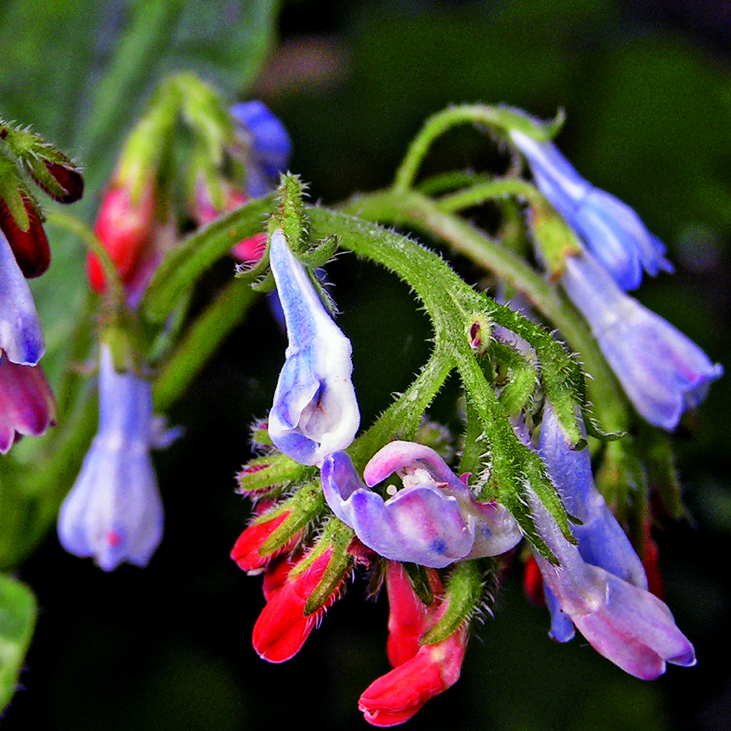 FIORITURE MEDITERRANEE (20).jpg